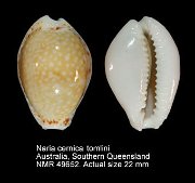 Erosaria cernica (f) tomlini